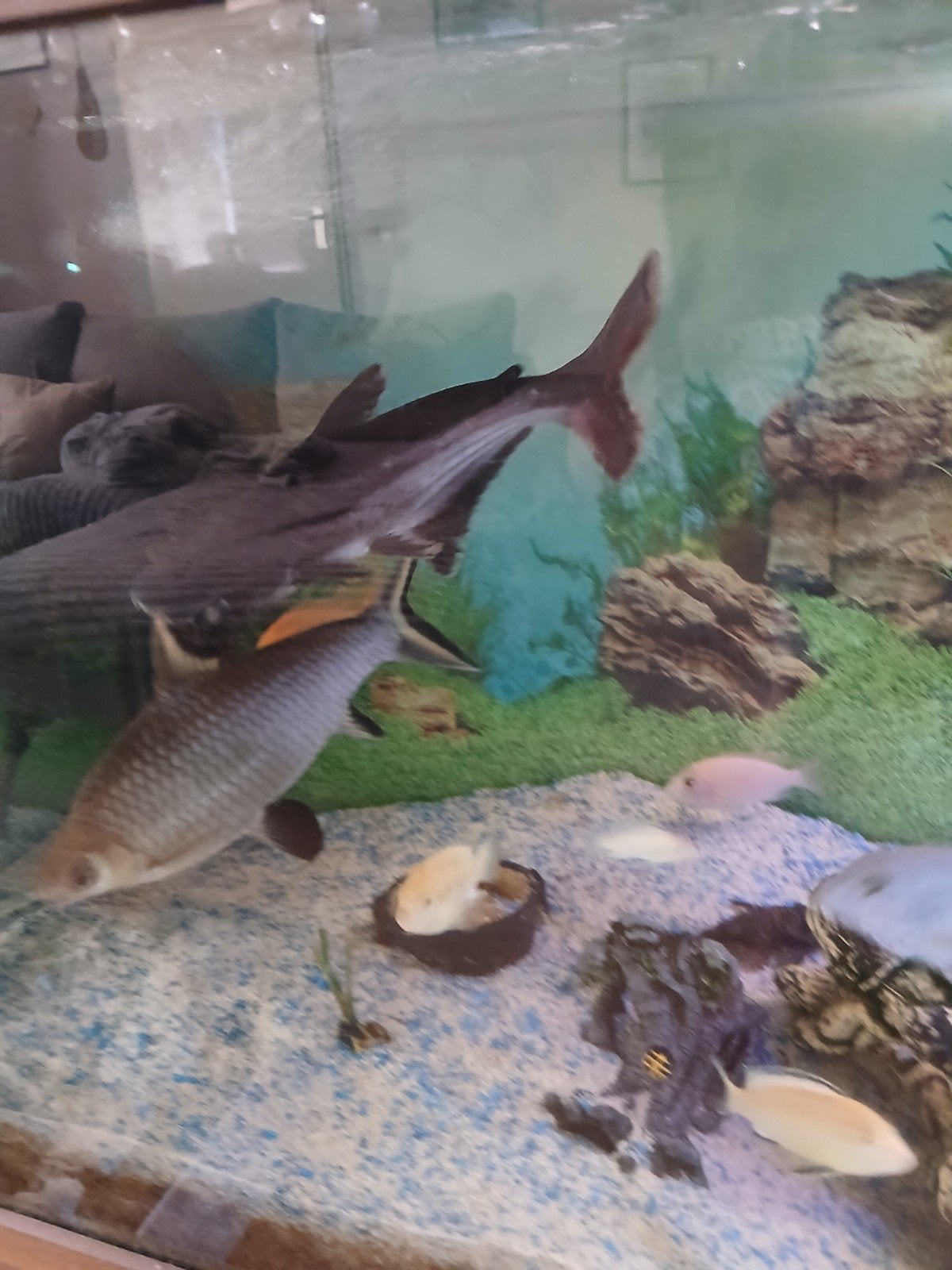 blauwe haaien, Dieren en Toebehoren, Vissen | Aquaria en Toebehoren, Ophalen, Plant(en), Steen of Hout