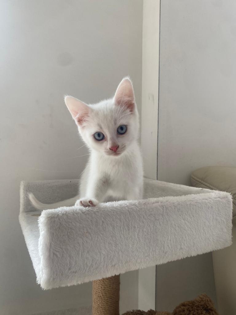Nog 3 superlieve en speelse (Witte) kittens 8 weken️, Meerdere dieren, 0 tot 2 jaar