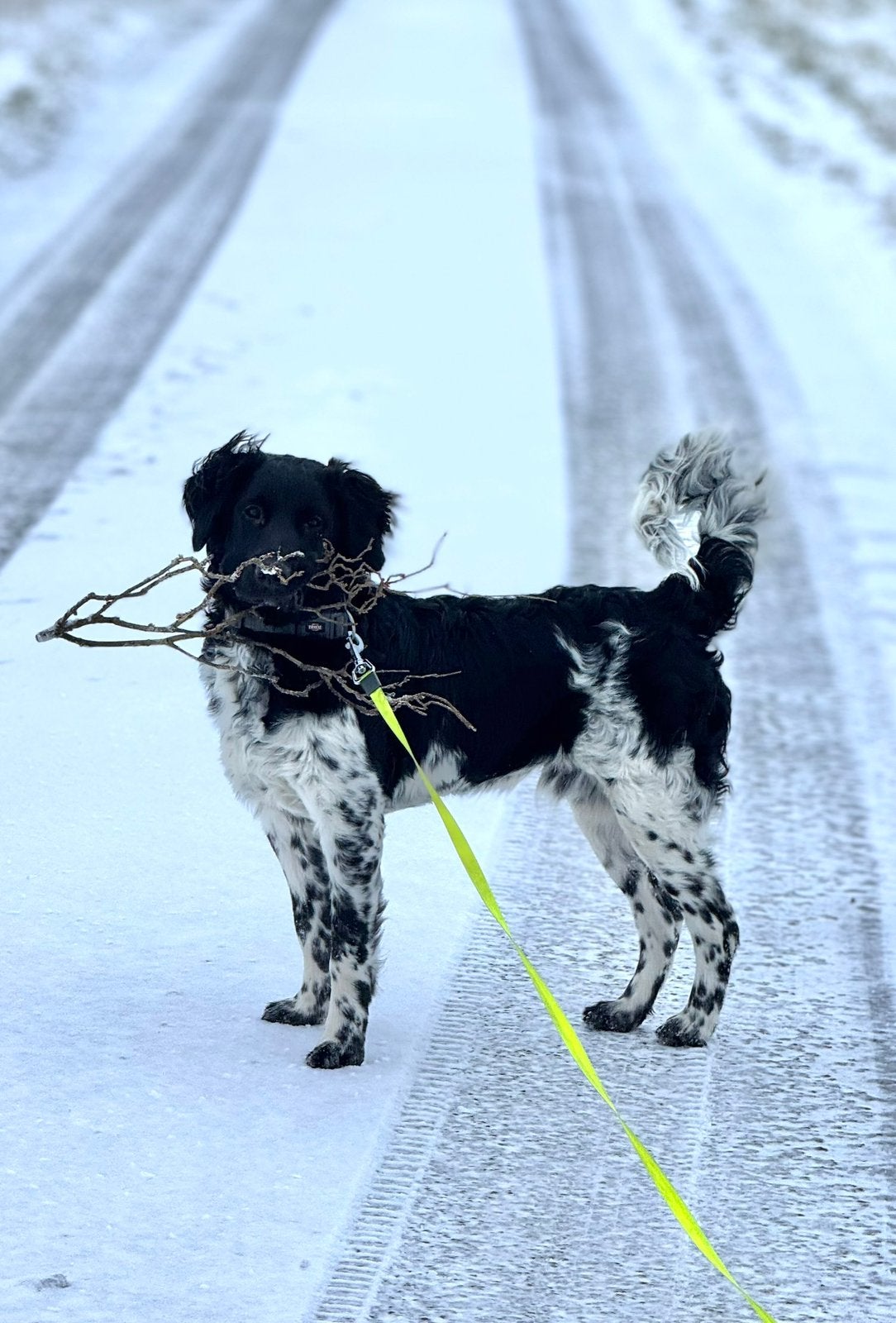 Friese Stabij Dekreu aangeboden, Dieren en Toebehoren, Honden | Niet-rashonden, Parvo, Reu, 1 tot 2 jaar, Eén hond