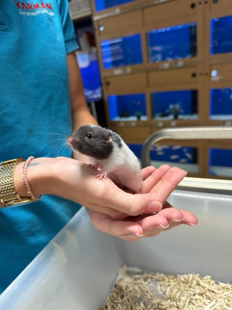 Te koop lieve jonge goudhamsters / Syrisch hamsters, Dieren en Toebehoren, Knaagdieren, Hamster, Mei, Meerdere dieren, Tam