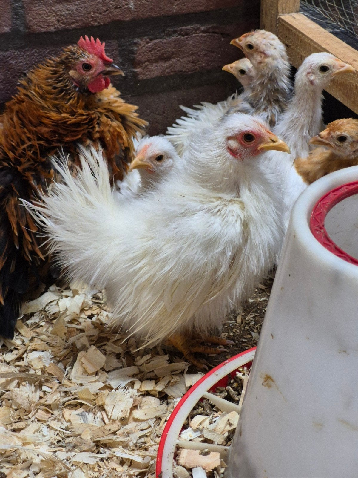 serama zijdeveer wit hennen, Dieren en Toebehoren, Vrouwelijk, Kip