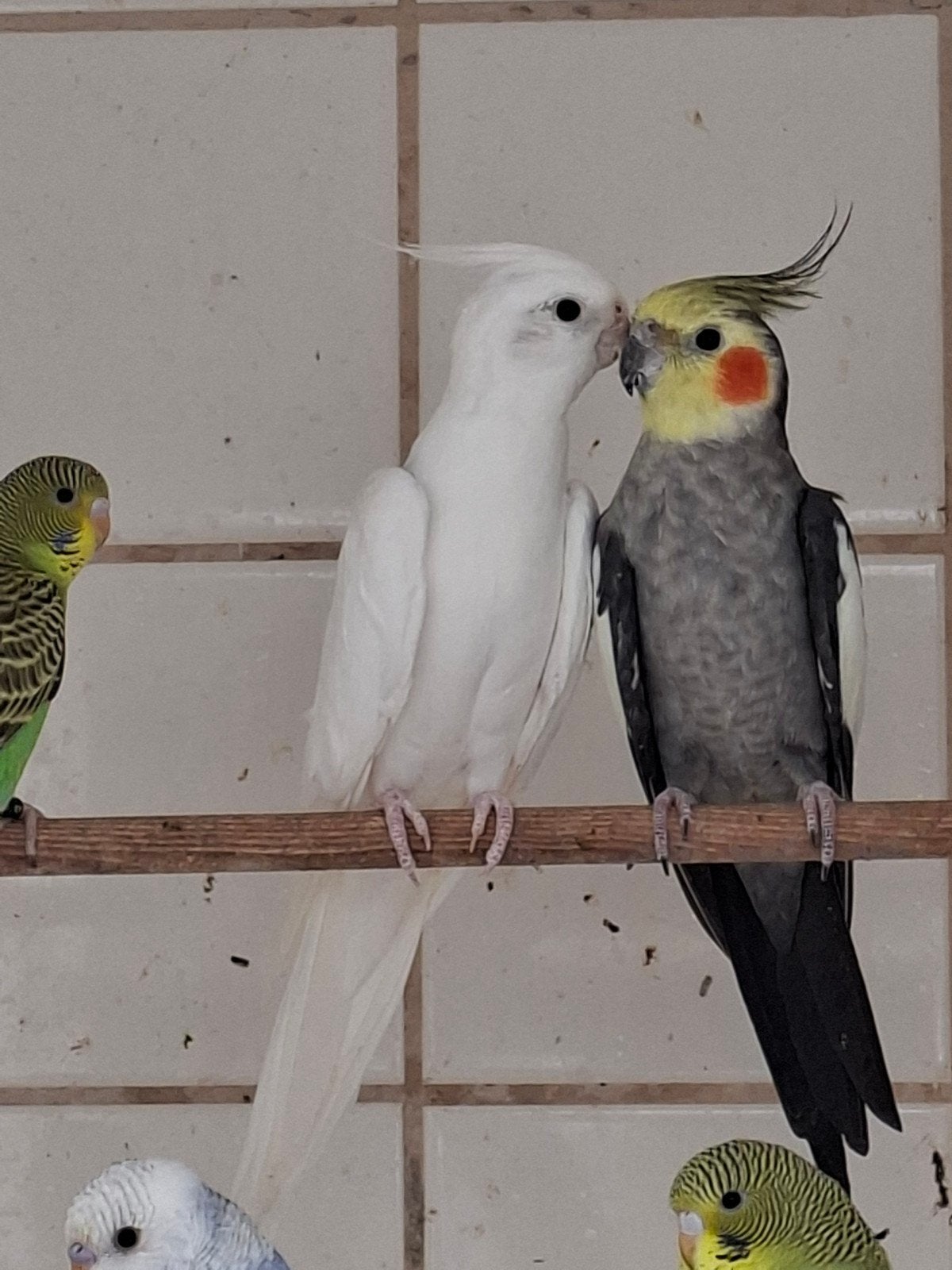 Te koop div parkieten, Dieren en Toebehoren, Vogels | Parkieten en Papegaaien, Meerdere dieren, Parkiet