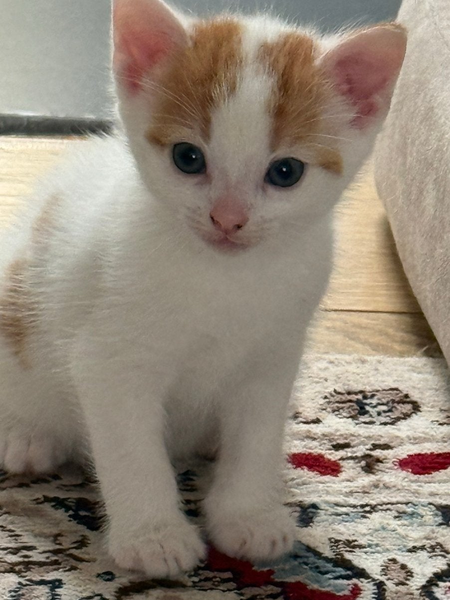 Twee kittens, 8 weken oud, Dieren en Toebehoren, Poes, 0 tot 2 jaar