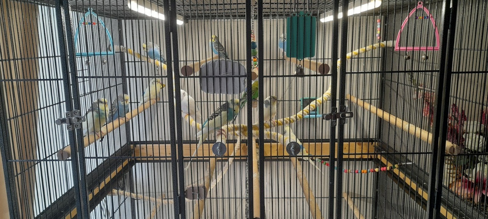 parkieten, Meerdere dieren, Parkiet