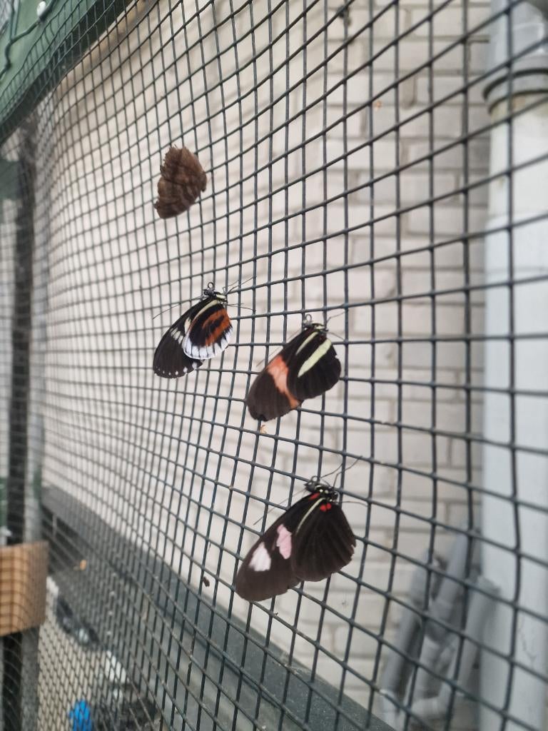 Vlinderpoppen Heliconius soorten zie omschrijving, Dieren en Toebehoren, Vlinders of Rupsen