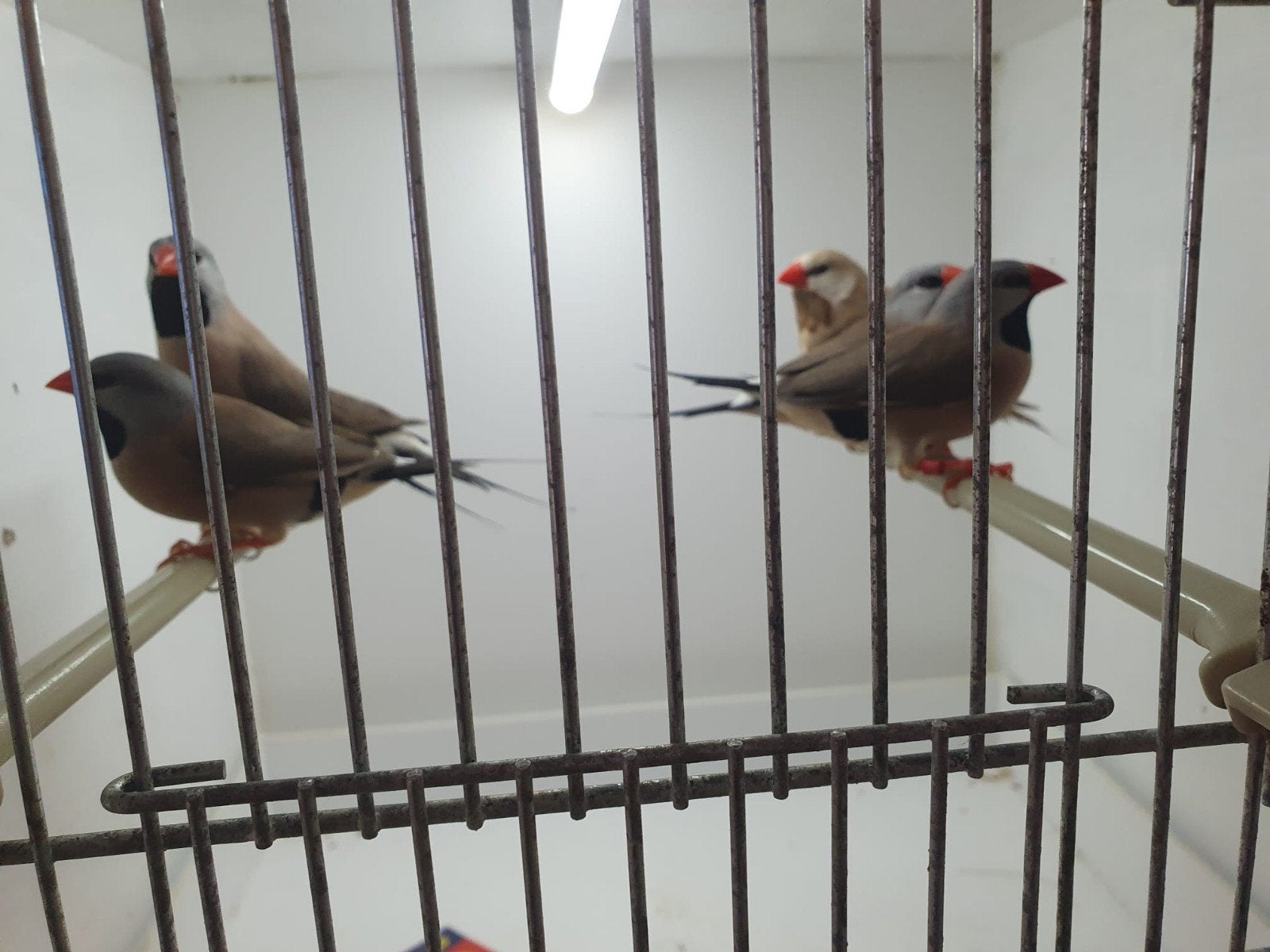 Spitsstaart amadines, Dieren en Toebehoren, Vogels | Overige Vogels, Meerdere dieren, Tropenvogel, Geringd