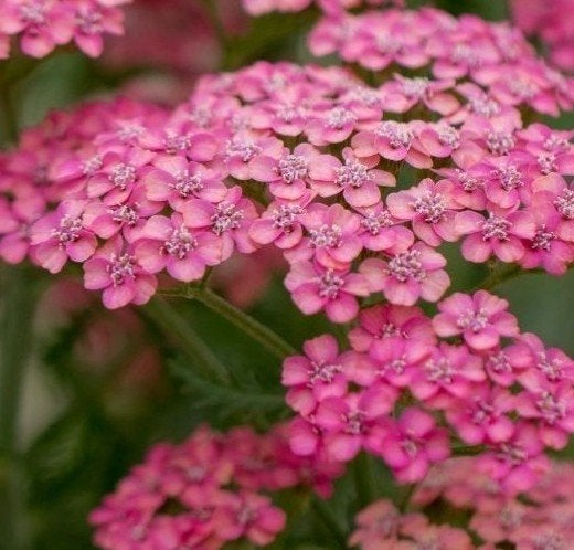 Achillea 'Cerise Queen' P9 - Roze Duizendblad, Overige soorten, Volle zon, Vaste plant, Ophalen of Verzenden