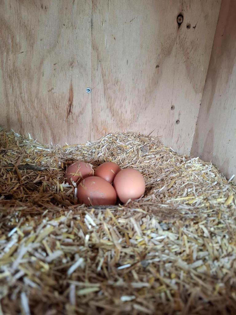 Bruine leghennen Brown nicks, Dieren en Toebehoren, Pluimvee, Kip, Vrouwelijk