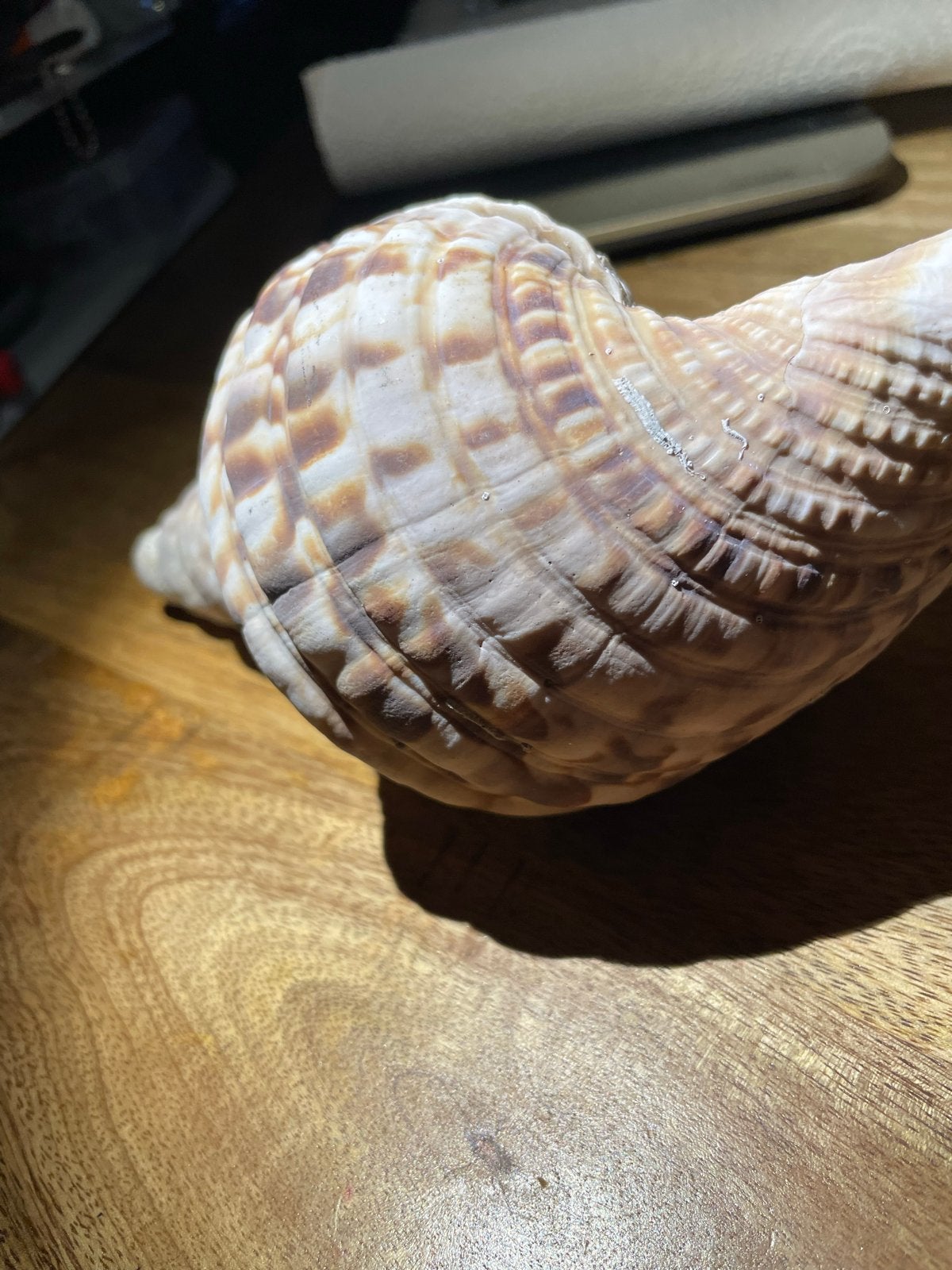 Grote Tritonshroon zeeschelp - 21 cm, 345 gram, Ophalen of Verzenden, Schelp(en)
