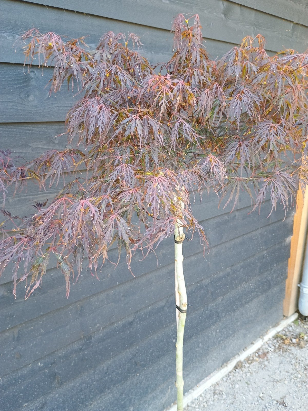 Japanse Esdoorn (Acer palmatum), Halfschaduw, Overige soorten, Lente, 100 tot 250 cm