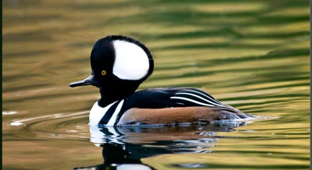 Kuifzaagbek man, Dieren en Toebehoren, Meerdere dieren, Eend