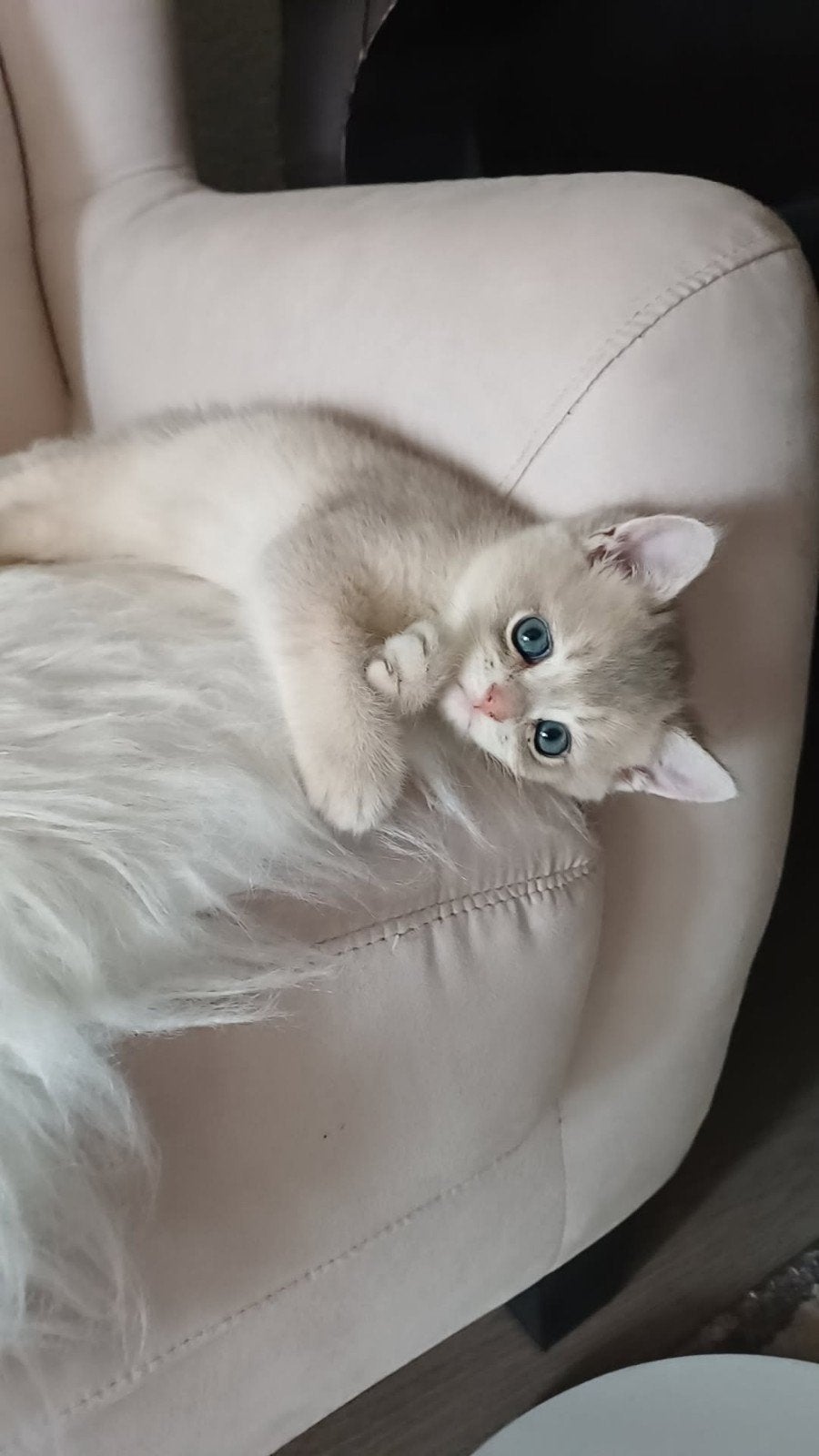 Drie Britisch korthaar Kittens 2 maanden oud, Meerdere dieren, Kortharig, 0 tot 2 jaar