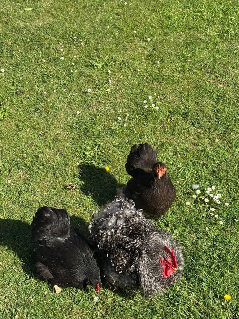Leuk cochin kriel toompje, Dieren en Toebehoren, Pluimvee, Meerdere dieren, Kip