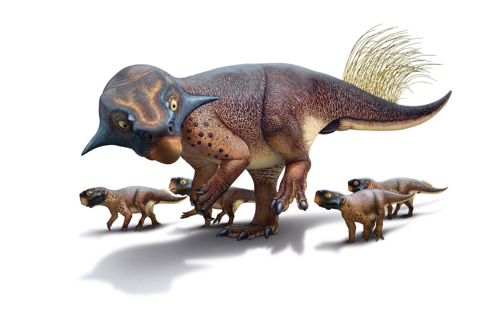 Foto 14 van UNIEK ORIGINEEL PSITTACOSAURUS-SKELET – MUSEUMKWALITEIT