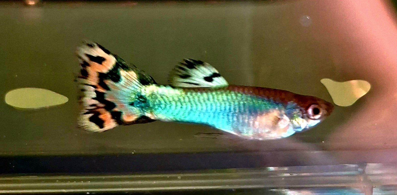 Signa platinum mosaic guppy's, Vis, Zoetwatervis, Schoolvis