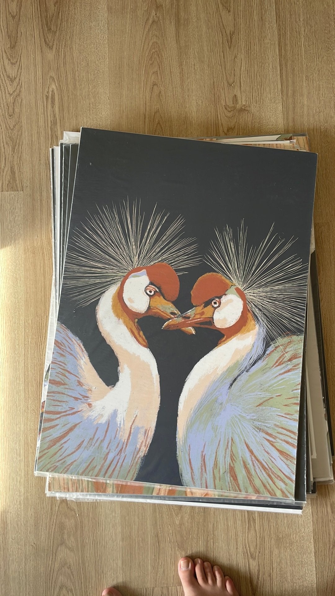 Kraanvogels poster 50x70cm, Ophalen