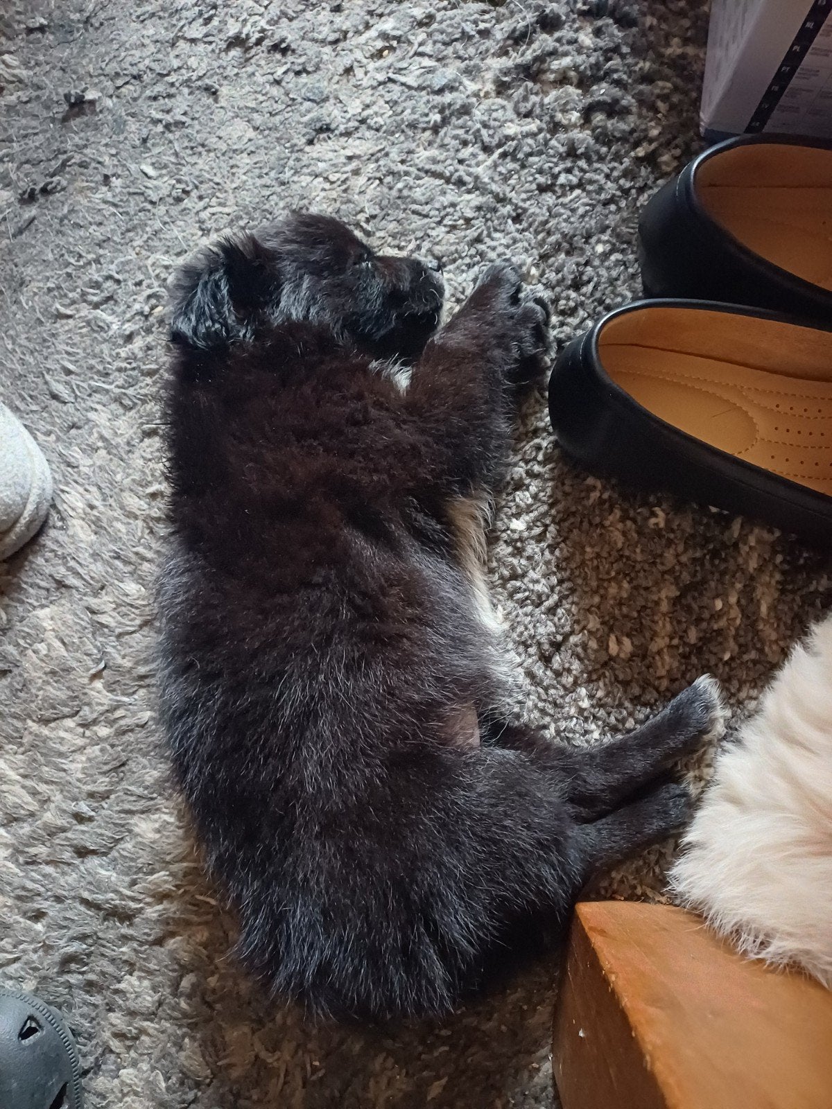 boomer puppy teef 8 weken, Overige rassen, 8 tot 15 weken, Teef, Parvo