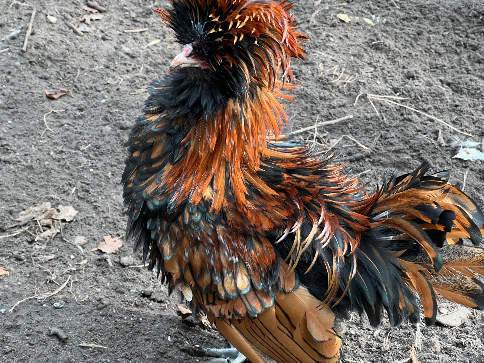 Padua kriel haantjes, Dieren en Toebehoren, Mannelijk, Kip