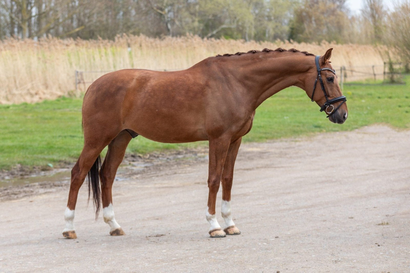 Vos ruin z1  dressuur, Dieren en Toebehoren, Paarden