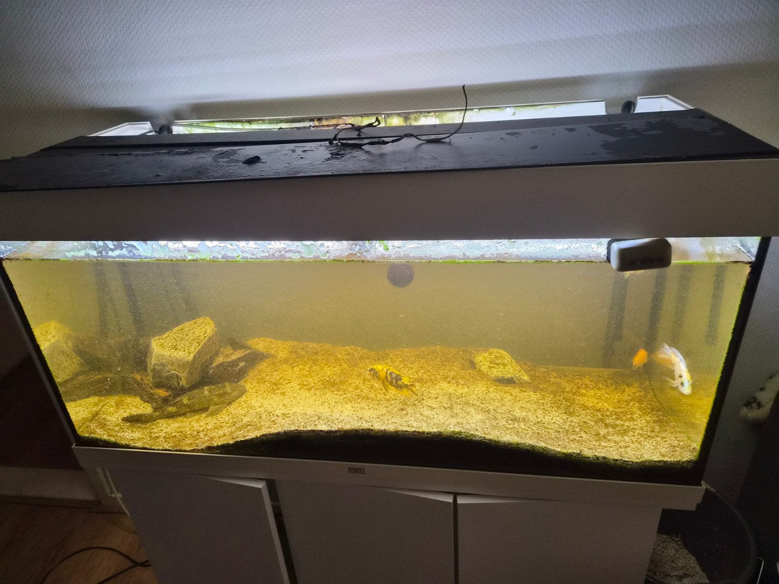 lege vissen bak, Ophalen, Leeg aquarium