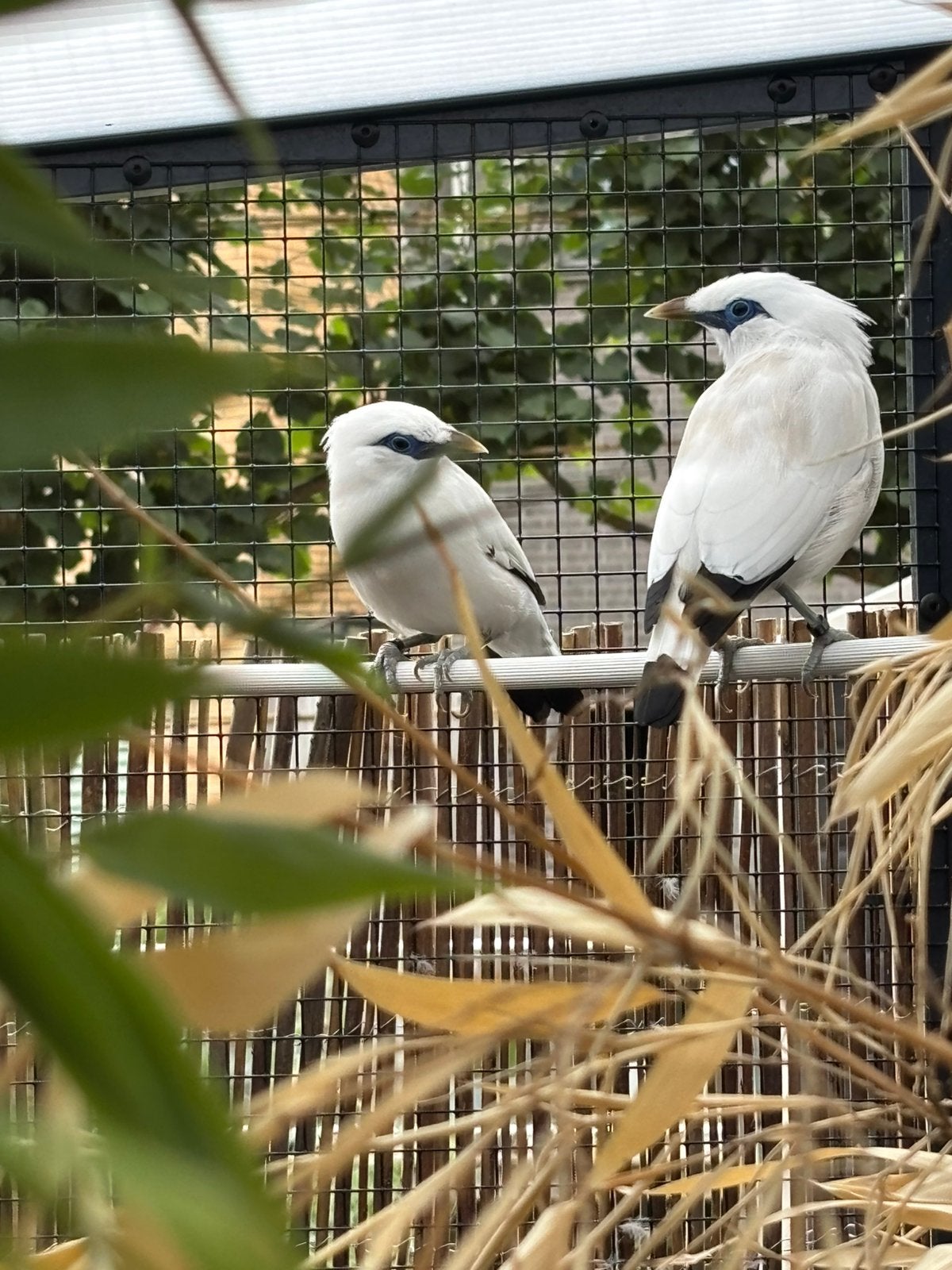 Koppel bali spreeuwen, Dieren en Toebehoren, Vogels | Overige Vogels, Meerdere dieren