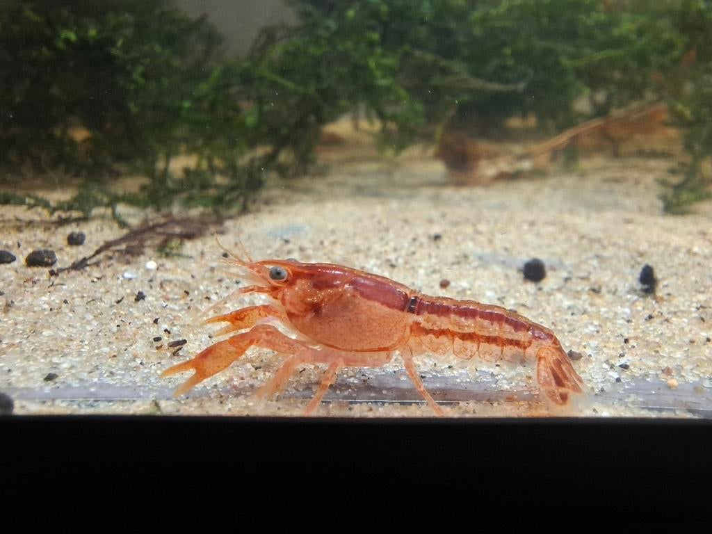 Cpo orange dwergkreeft mexicaans 30 stuks, Dieren en Toebehoren, Vissen | Aquariumvissen, Kreeft, Krab of Garnaal