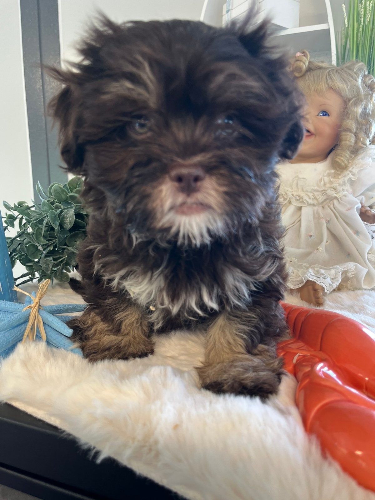Deze lieve schatjes zijn nog op zoek naar goude mandje, Nederland, Overige rassen, 8 tot 15 weken, CDV (hondenziekte)
