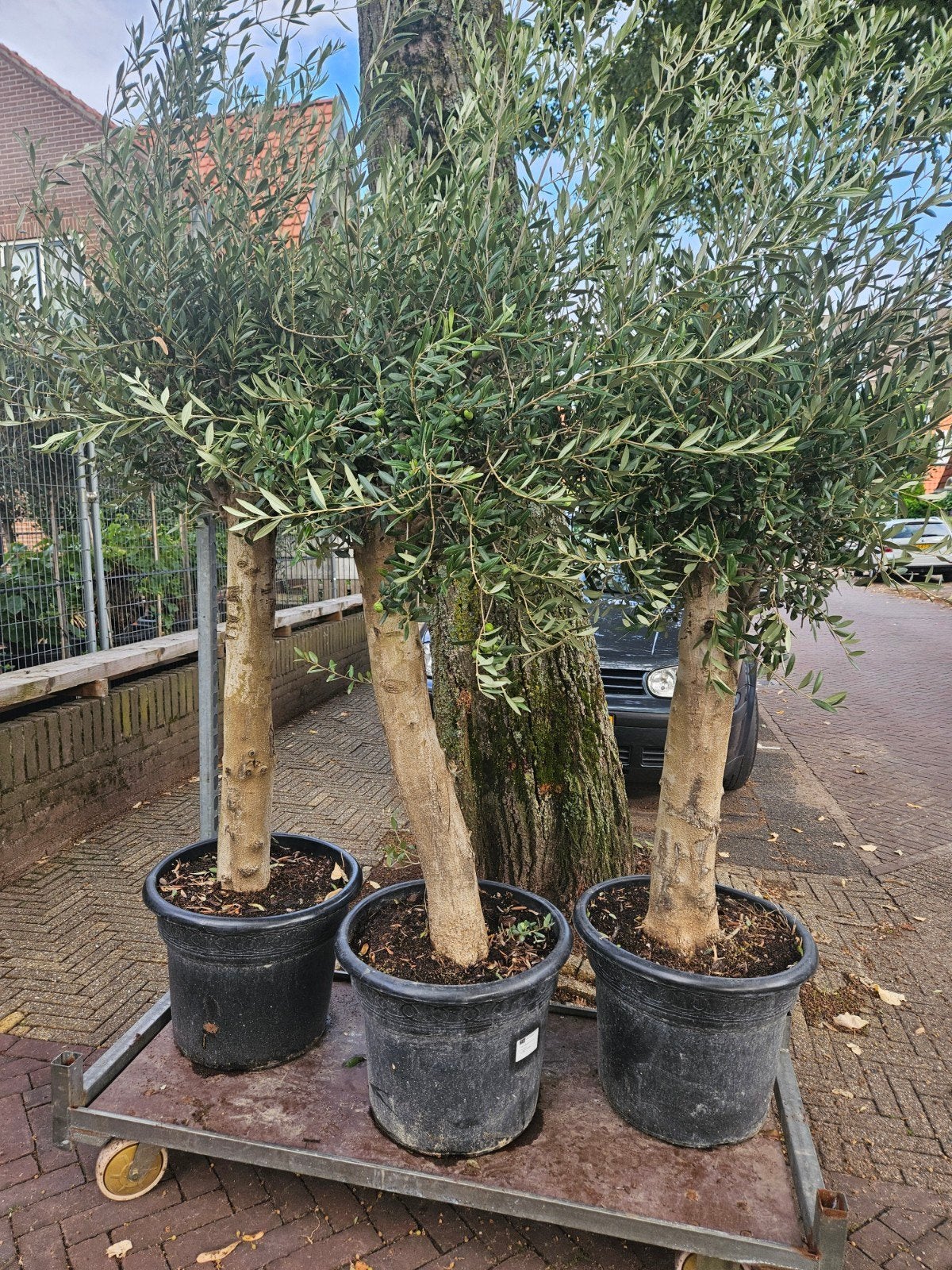 Olijfbomen dikke stam: €125 gratis bezorgd in/om Hsum, Tuin en Terras, Planten | Bomen, Bloeit niet, Ophalen of Verzenden, 100 tot 250 cm