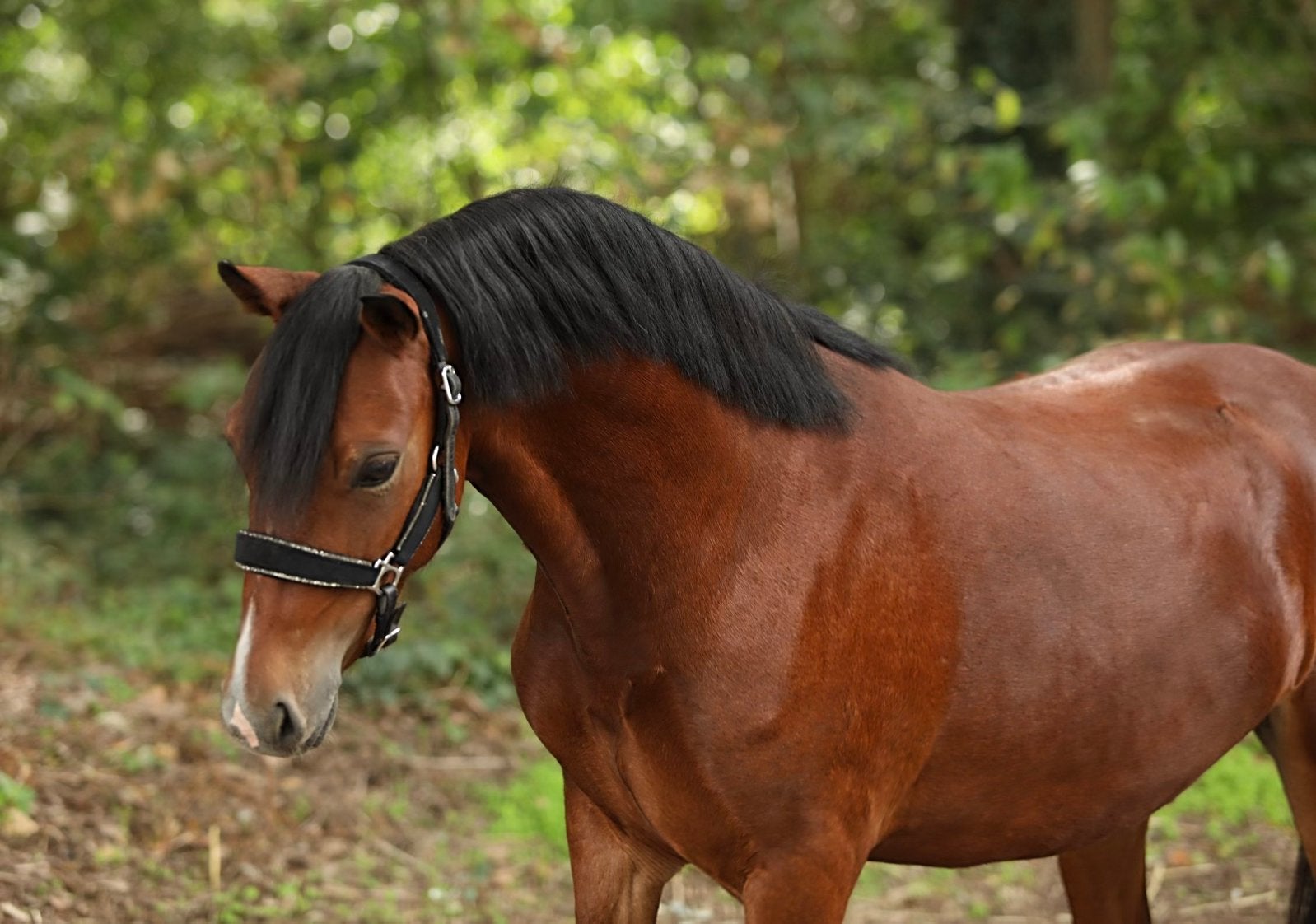 welsh partbred veulen en welsh a veulen, Dieren en Toebehoren, Met stamboom, Ruin, 3 tot 6 jaar, B pony (1.17m tot 1.27m)