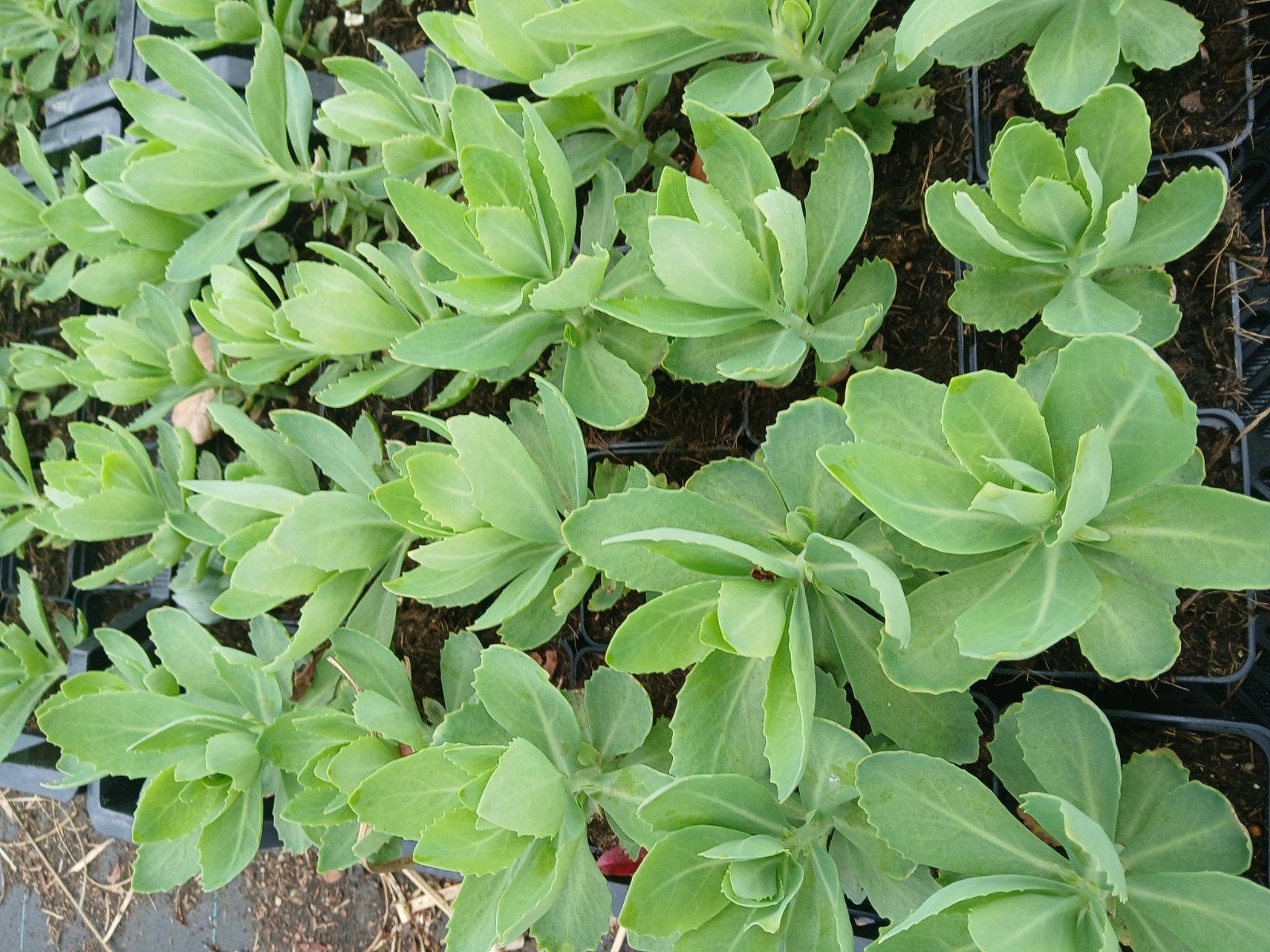 Sedum 'Herbstfreude' - Aanbieding 1.25 euro per stuk, Ophalen of Verzenden
