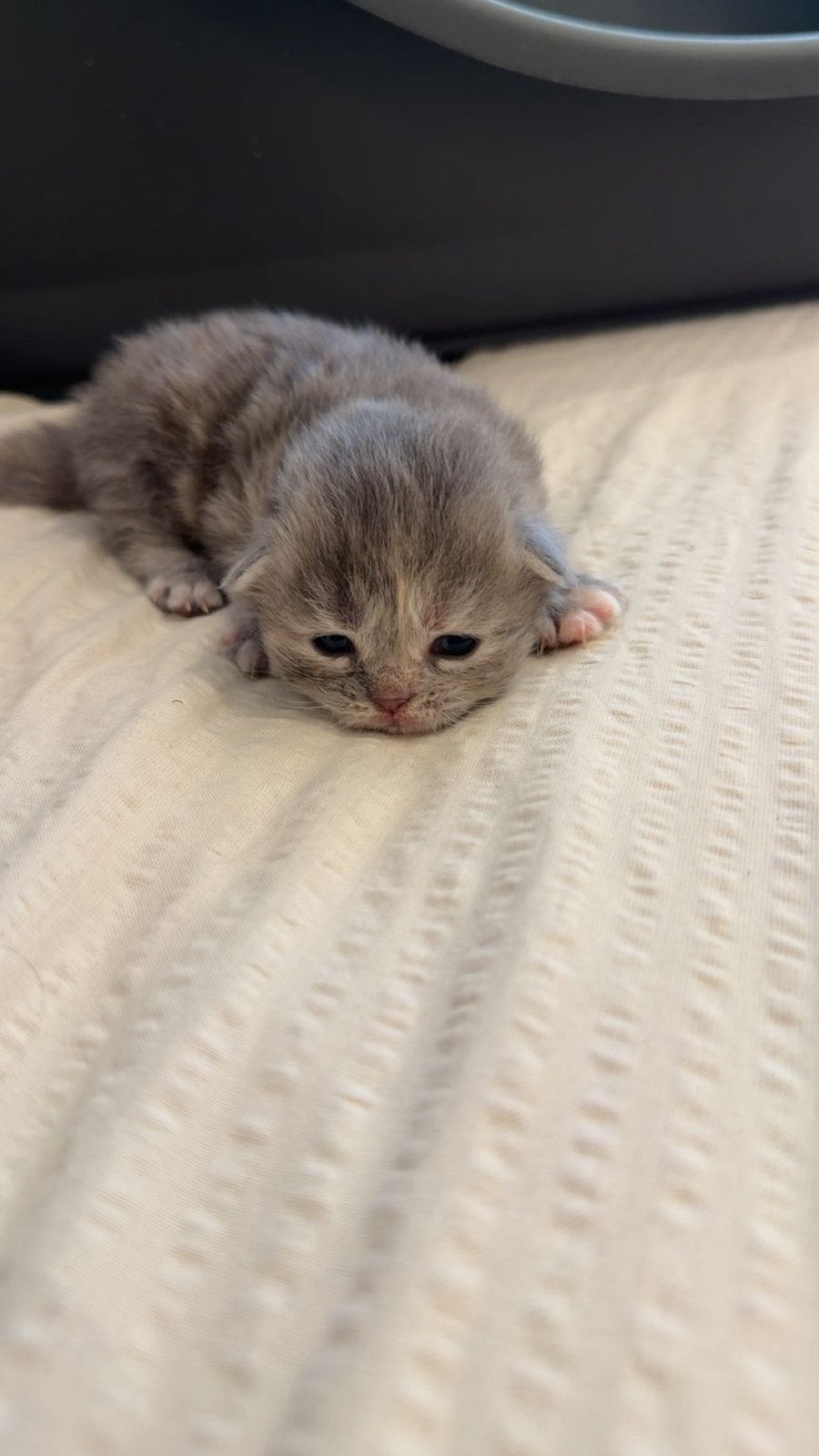 Britselanghaar kruising met Noorse boskat kittens, Meerdere dieren, Ontwormd
