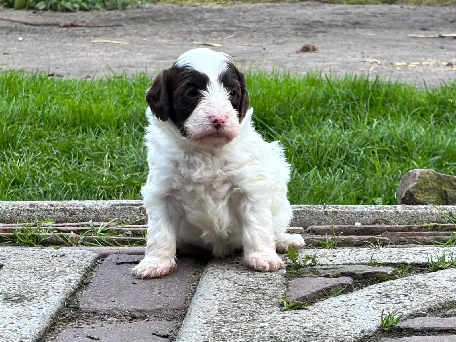 Nog 1 prachtige mini labradoodle te reserveren., Dieren en Toebehoren, 8 tot 15 weken, Teef, Meerdere, Klein