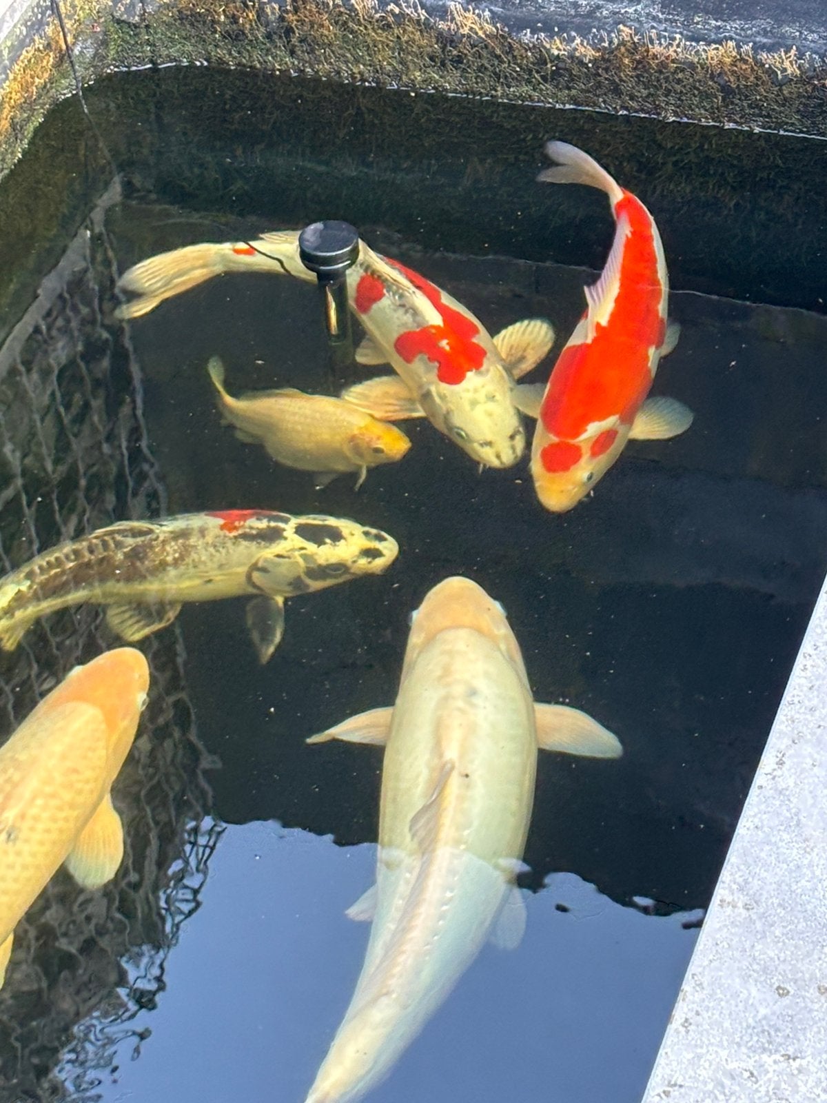 Mooie Koi, koikarpers, Dieren en Toebehoren, Karper of Koi