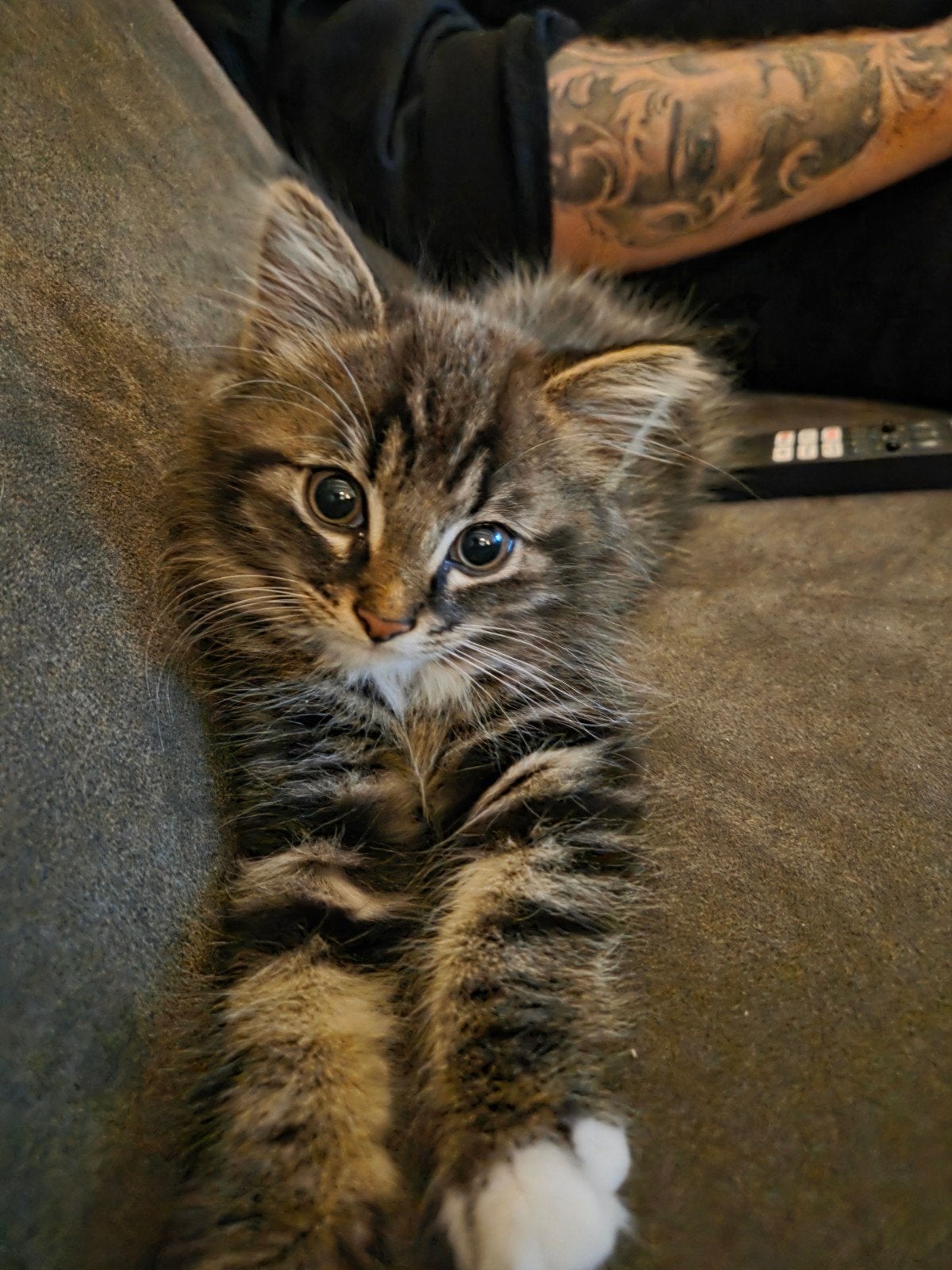 Kitten, Dieren en Toebehoren, Kater, Langharig, 0 tot 2 jaar