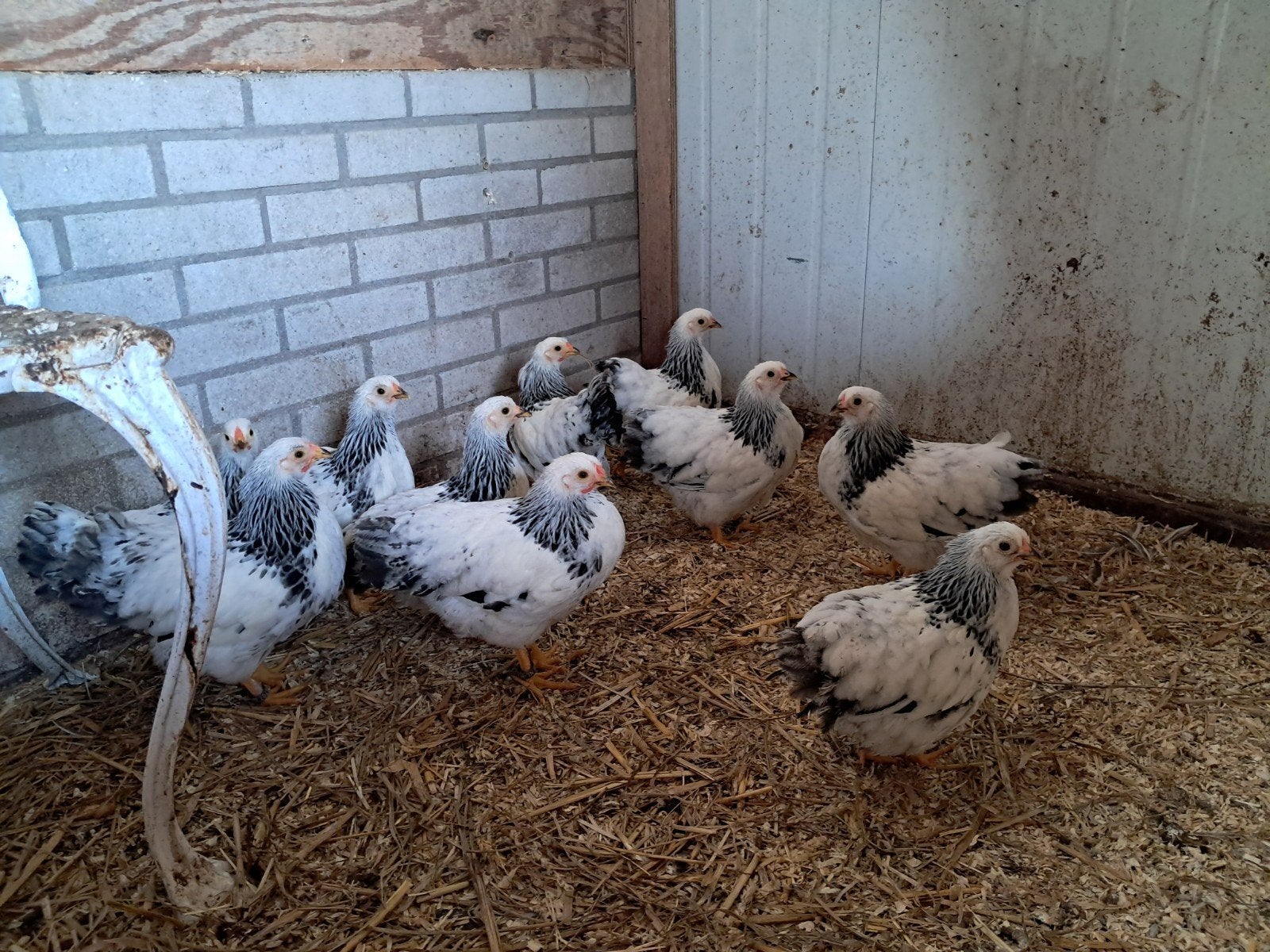 4 wyandotte hanen, Dieren en Toebehoren, Mannelijk, Kip