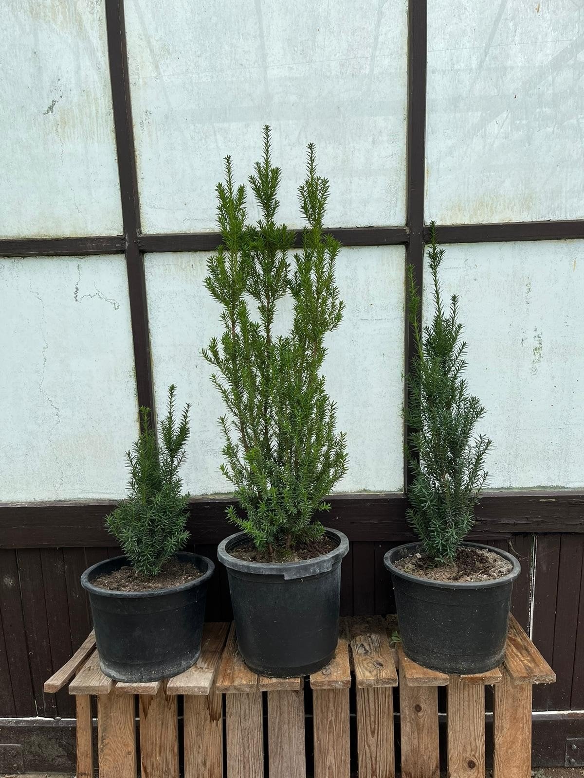 Tekoop: taxus potgekweekt, Tuin en Terras, Planten | Bomen, Ophalen, Bloeit niet, Halfschaduw, Overige soorten