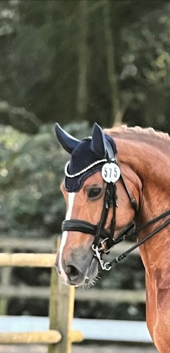 Hoofdstel stang en trens ps of sweden, Ophalen, Dressuur, Frontriem, Full