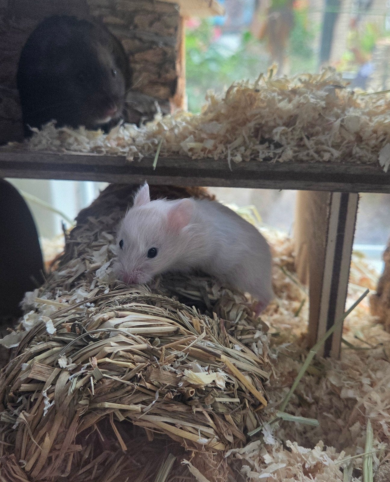 goudhamster, Dieren en Toebehoren, Oktober, Meerdere dieren, Hamster