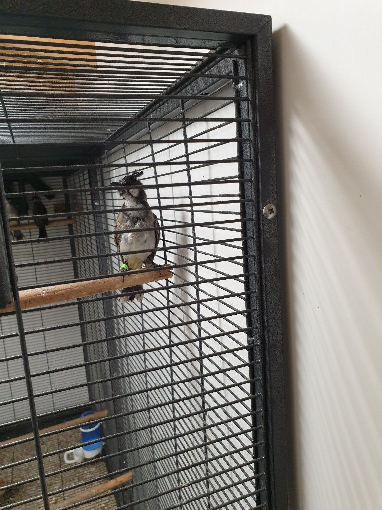 vogels, witwang buulbuuls, Dieren en Toebehoren, Meerdere dieren, Tropenvogel, Geringd