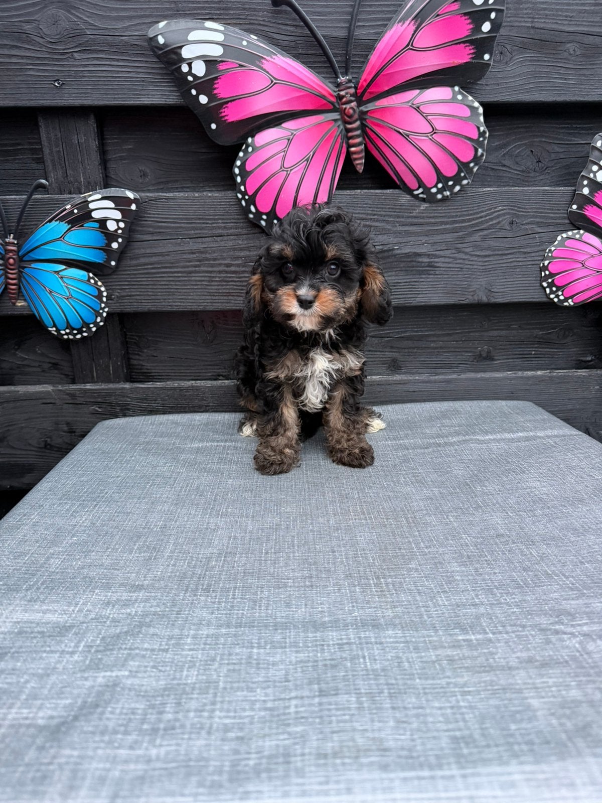 Prachtige lieve puppys, Overige rassen, 8 tot 15 weken, CDV (hondenziekte), Meerdere