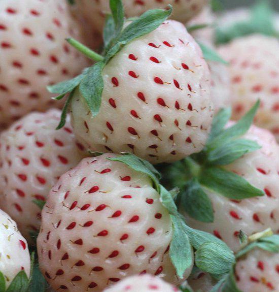 Biologisch ananas aardbeienplanten, Ophalen, Minder dan 100 cm, Overige soorten, Zomer