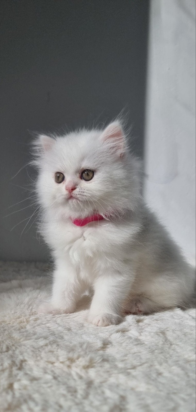 British longhair kitten, Dieren en Toebehoren, Poes