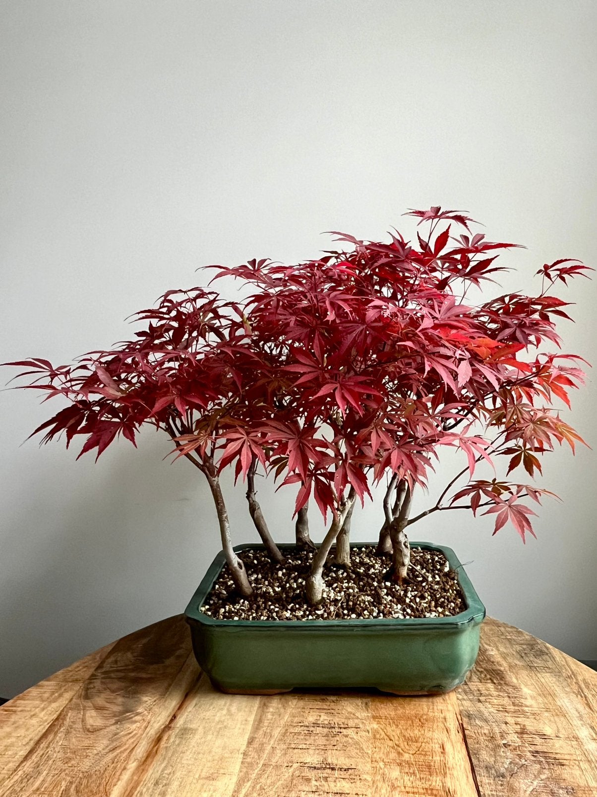 Japanse esdoorn Bonsai forest, Tuin en Terras, Planten | Bomen, Ophalen, Bloeit niet, Halfschaduw, Overige soorten