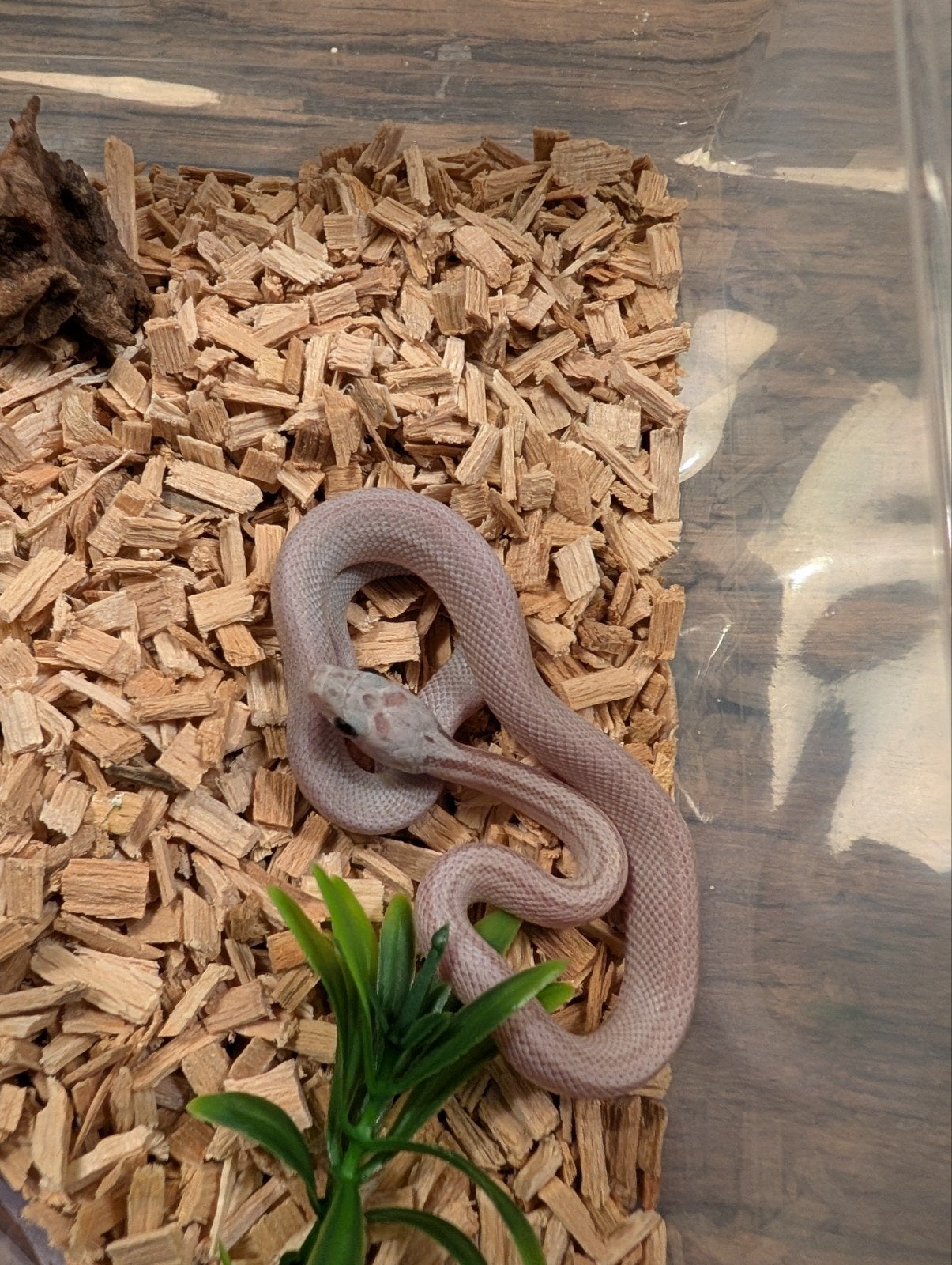 Super mooie korenslangen (genen bommetjes) Corn Snake photo 12
