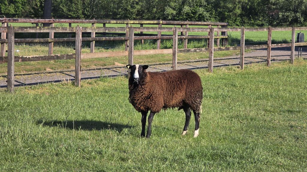 Te Koop: Zwartbles Dekrammen, Dieren en Toebehoren, Mannelijk, Schaap, 0 tot 2 jaar