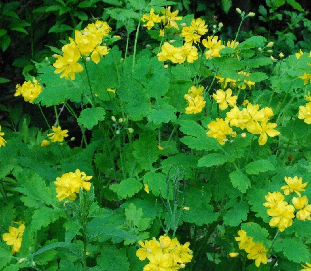 Gezocht: stinkende gouwe (plant), Tuin en Terras, Planten | Tuinplanten, Ophalen of Verzenden, Overige soorten, Volle zon