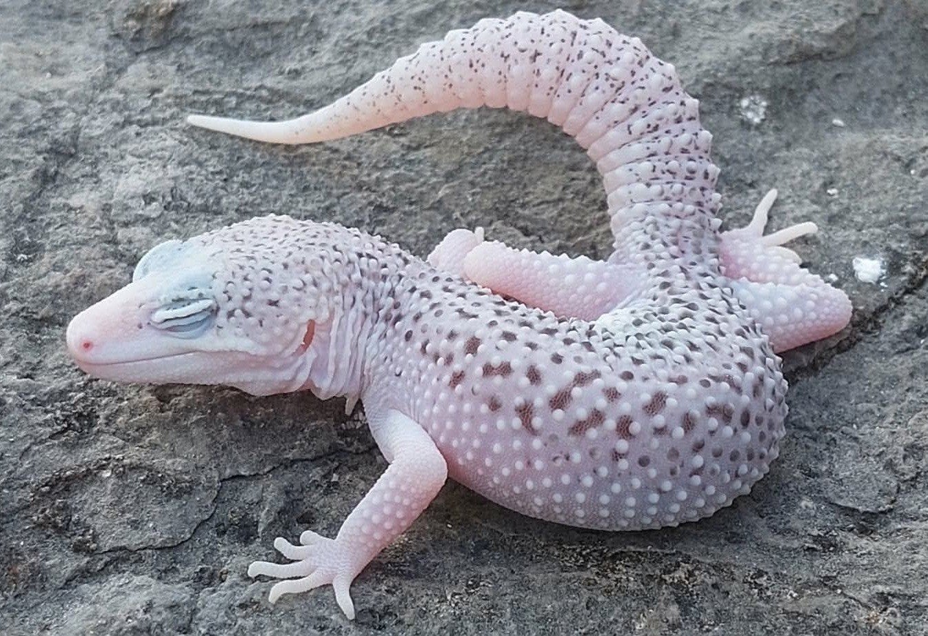 Universe man Eublepharis macularius  luipaardgekko Leopard Gecko photo 4
