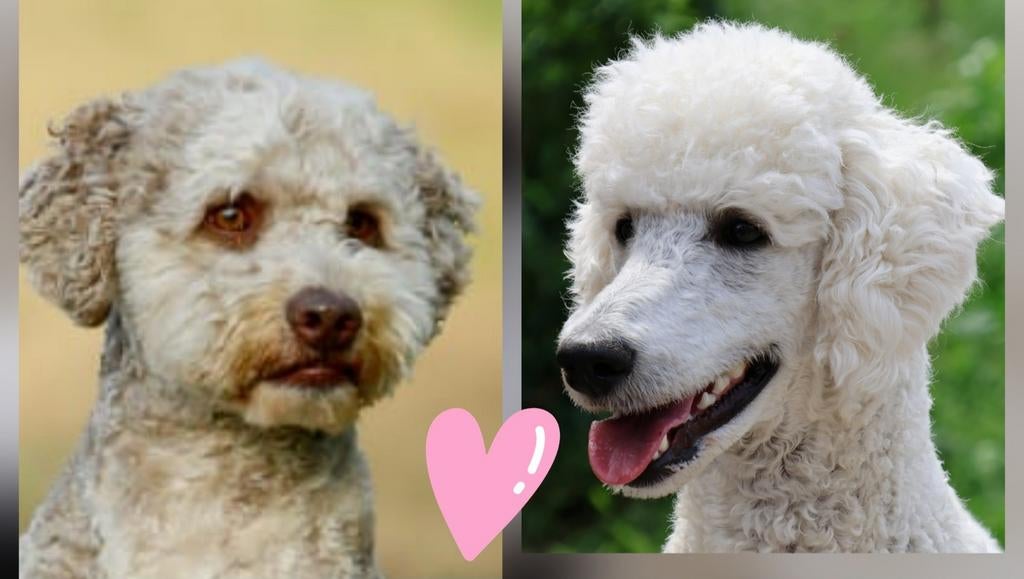 Verwacht nest Medium Multigen Labradoodles, 8 tot 15 weken, Meerdere, Meerdere dieren, Middel