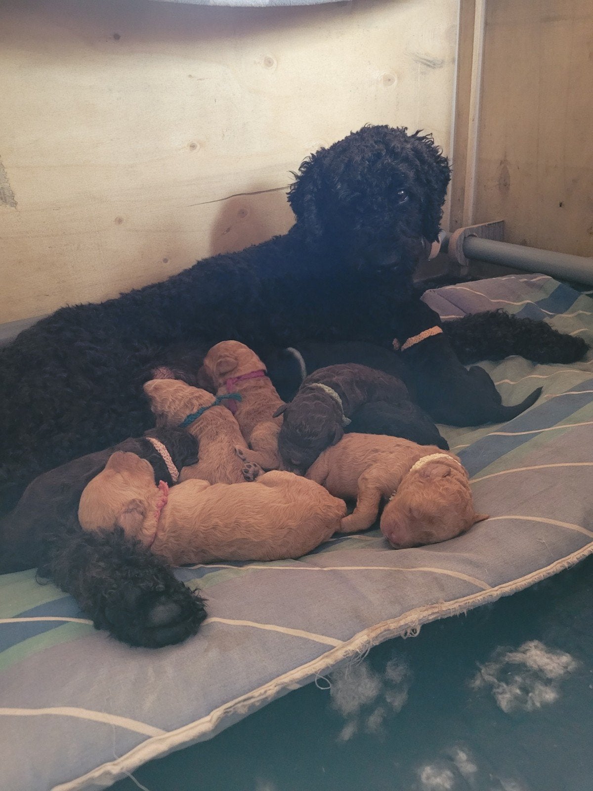 Medium ,vele  kleuren, labradoodel puppy's. 11 juli geboren, Dieren en Toebehoren, Honden | Niet-rashonden, Parvo, 8 tot 15 weken