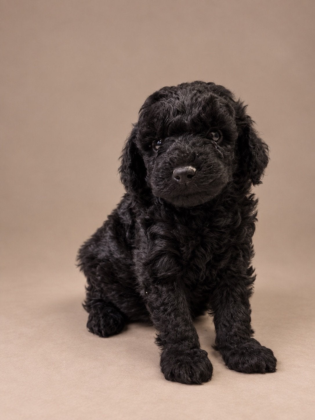 Maltipoo pups, maltipoo x toy poedel, Nederland, Overige rassen, CDV (hondenziekte), 8 tot 15 weken